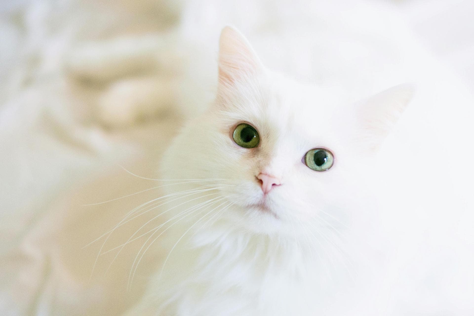 Dog & Cat Vets in Las Cruces